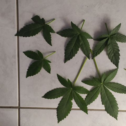 Somango #47 growlog timeline photo