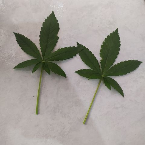 Somango #47 growlog timeline photo