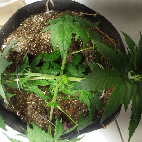 Somango #47 growlog timeline photo