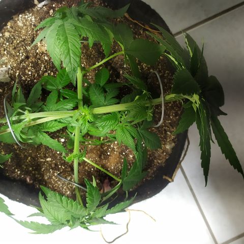 Somango #47 growlog timeline photo