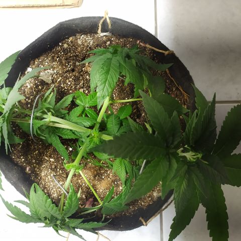 Somango #47 growlog timeline photo