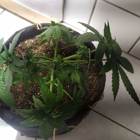 Somango #47 growlog timeline photo