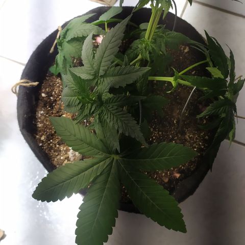 Somango #47 growlog timeline photo