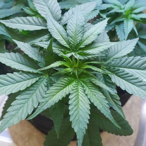 Somango #47 growlog timeline photo