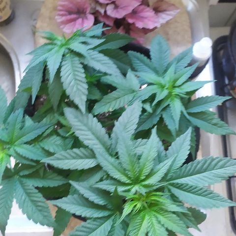 Somango #47 growlog timeline photo