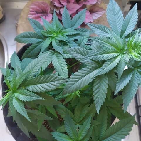 Somango #47 growlog timeline photo