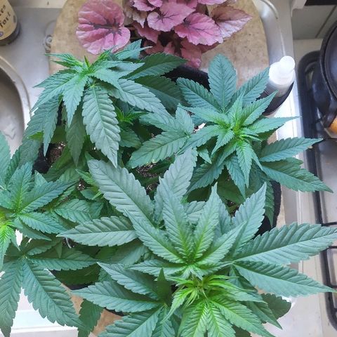 Somango #47 growlog timeline photo