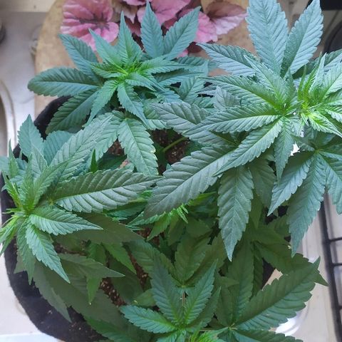 Somango #47 growlog timeline photo