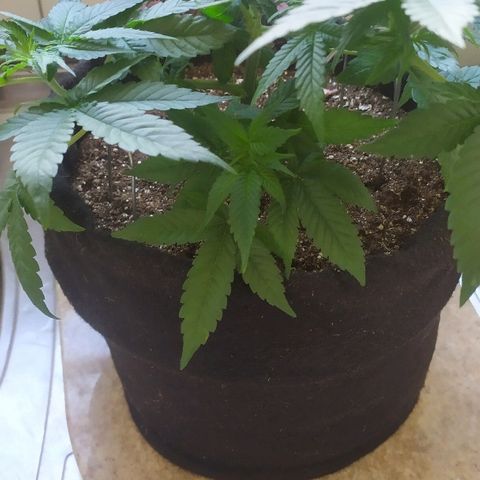 Somango #47 growlog timeline photo