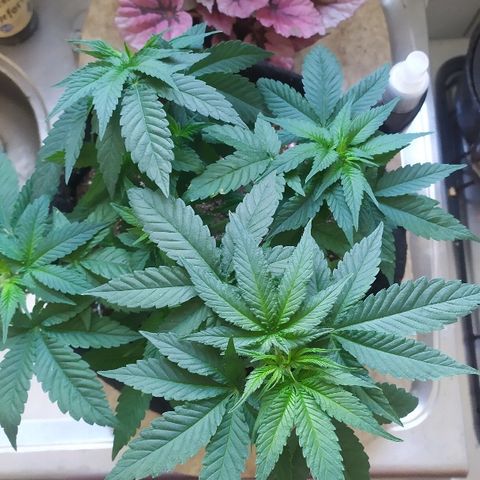 Somango #47 growlog timeline photo