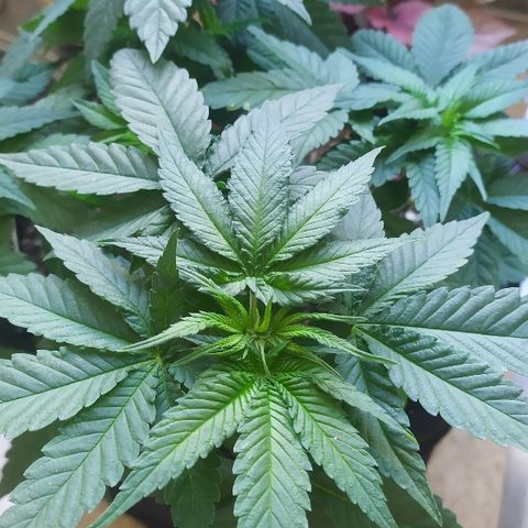 Somango #47 growlog timeline photo