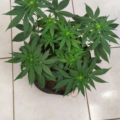 Somango #47 growlog timeline photo