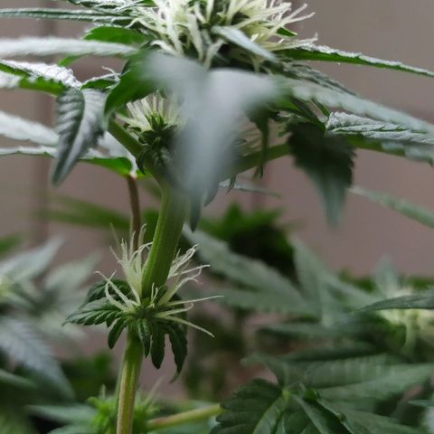 Somango #47 growlog timeline photo
