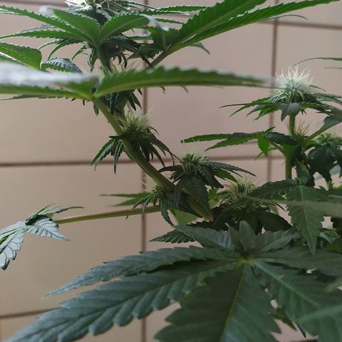 Somango #47 growlog timeline photo