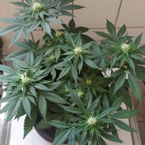 Somango #47 growlog timeline photo