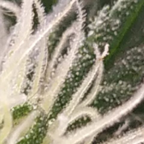Somango #47 growlog timeline photo