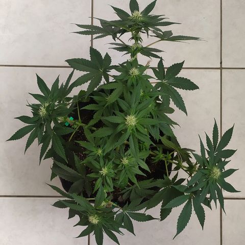 Somango #47 growlog timeline photo