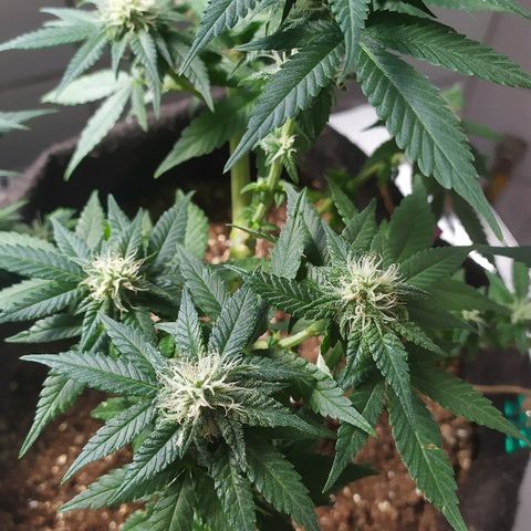 Somango #47 growlog timeline photo