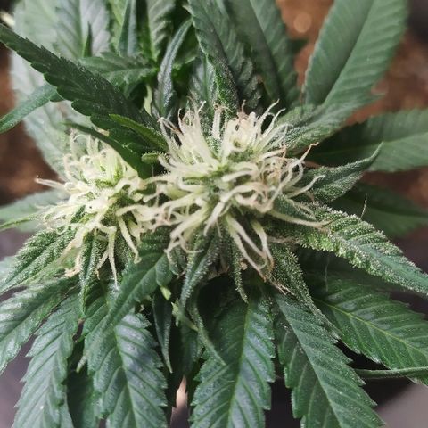 Somango #47 growlog timeline photo