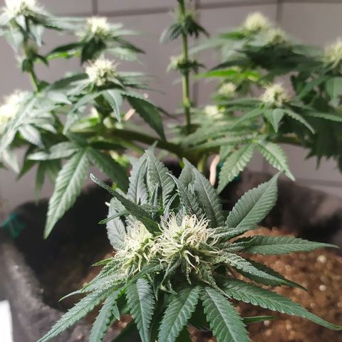 Somango #47 growlog timeline photo