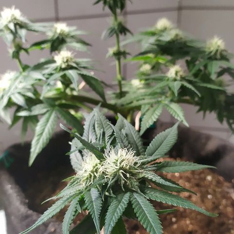 Somango #47 growlog timeline photo