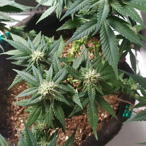 Somango #47 growlog timeline photo