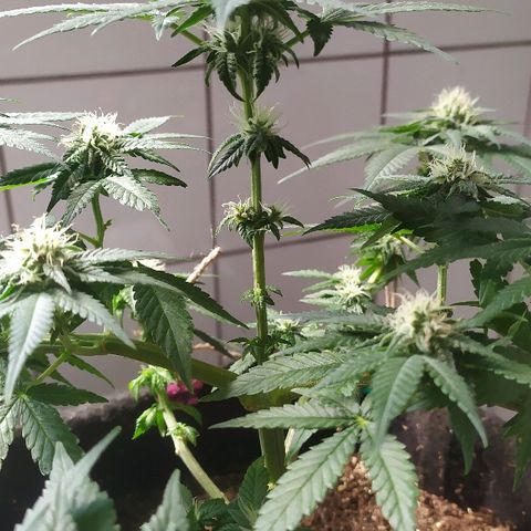 Somango #47 growlog timeline photo