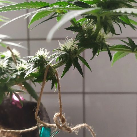 Somango #47 growlog timeline photo