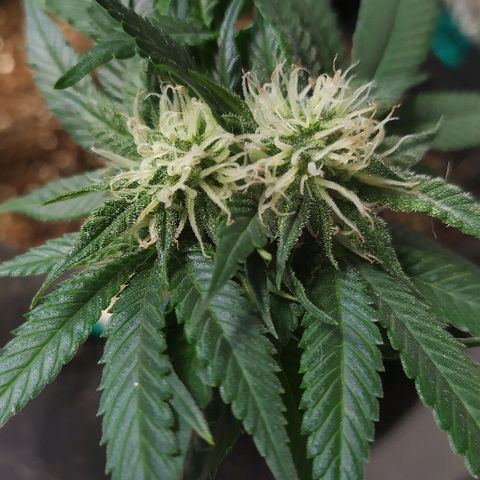 Somango #47 growlog timeline photo