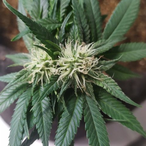 Somango #47 growlog timeline photo