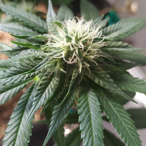 Somango #47 growlog timeline photo