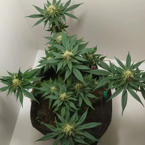 Somango #47 growlog timeline photo