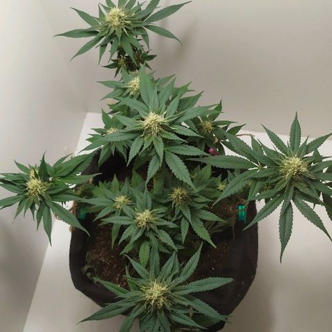 Somango #47 growlog timeline photo
