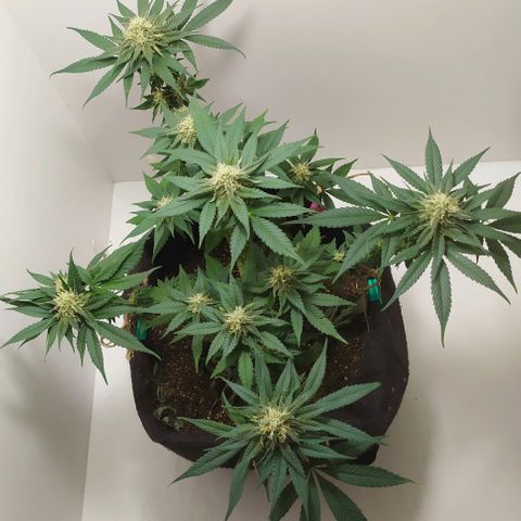 Somango #47 growlog timeline photo