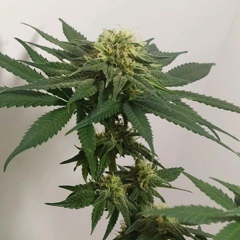 Somango #47 growlog timeline photo