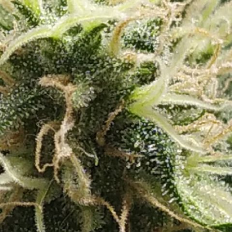 Somango #47 growlog timeline photo