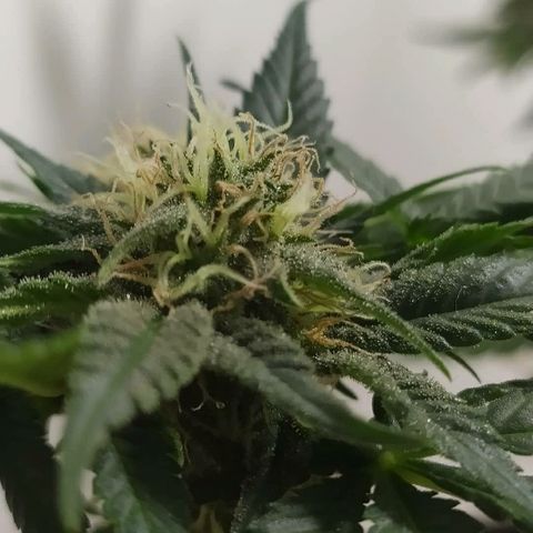 Somango #47 growlog timeline photo