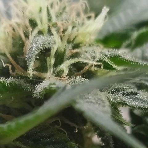 Somango #47 growlog timeline photo