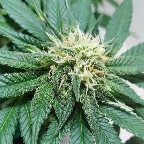 Somango #47 growlog timeline photo