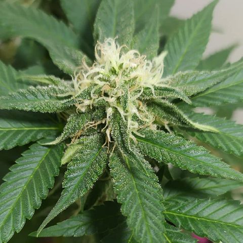 Somango #47 growlog timeline photo
