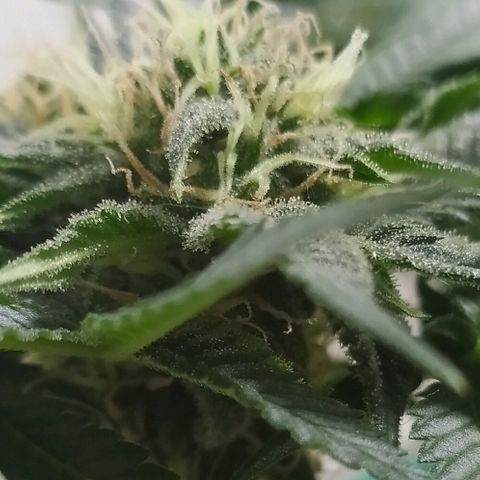 Somango #47 growlog timeline photo