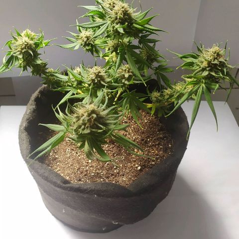 Somango #47 growlog timeline photo