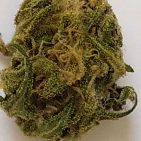 Somango #47 growlog timeline photo