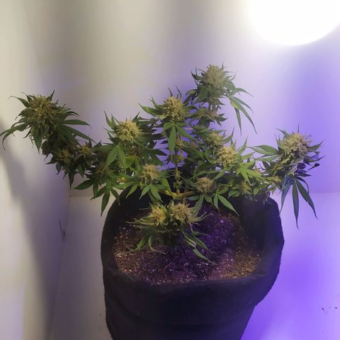 Somango #47 growlog timeline photo