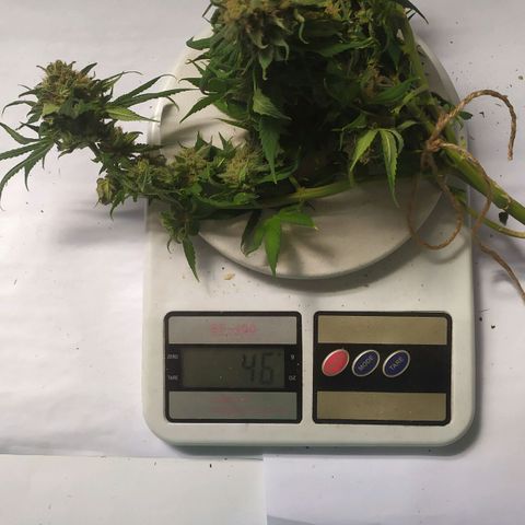 Somango #47 growlog timeline photo