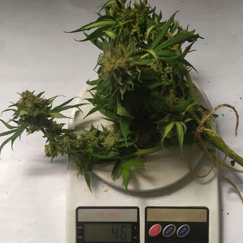 Somango #47 growlog timeline photo