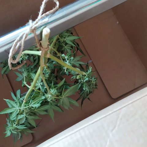 Somango #47 growlog timeline photo