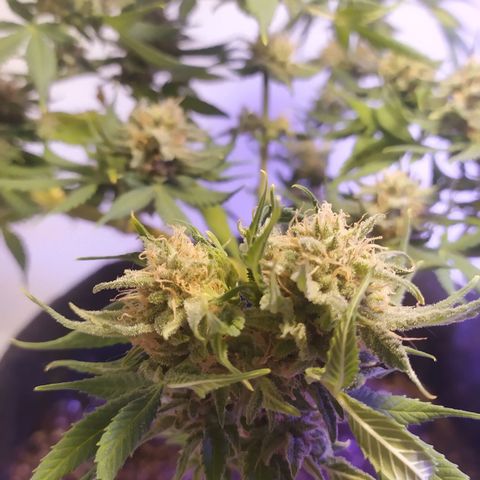 Somango #47 growlog timeline photo