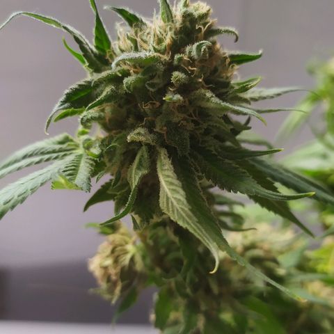 Somango #47 growlog timeline photo