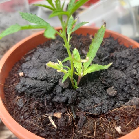 Super Lemon Haze 2 growlog timeline photo